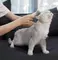 Расческа для груминга Pawbby DE-shedding brush (MG-PCO001-EU) белая